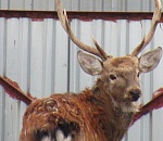 Рудольф или Стёпа: астраханцы выбирают имя спасенному оленю