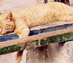 Жара, гроза и ветер: пятничная погода в Астрахани