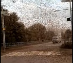 Полчища саранчи атакуют астраханские села. Видео