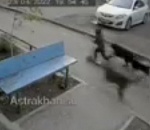 В Астрахани стая собак напала на ребенка: видео 