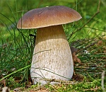 Астраханские грибы снимают с продажи из-за содержания ртути и мышьяка