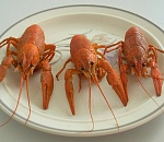 Полиция изъяла 170 килограмм астраханских раков у волгоградца