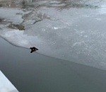 Видео дня: в Астрахани забавный зверек прыгает по льду
