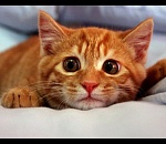 В Астрахани судебные приставы таки передали кота и попугая на реализацию