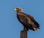 Записки астраханского натуралиста. История из жизни орланов