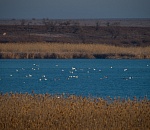 Записки астраханского натуралиста. Теплая зима