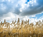 Погода подарит астраханцам в понедельник прохладу