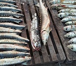 Под Астраханью задержали браконьеров с 175 кг осетрины. Видео