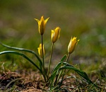 Записки астраханского натуралиста. Дикие тюльпаны и ирисы отцвели