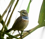 Записки астраханского натуралиста. Необычная осень