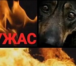 Астраханцы заявляют о варварском отлове ручных биркованных собак, власть безмолвствует