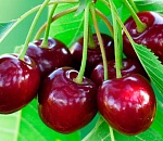 В Астраханской области продают Феровию и Самбу