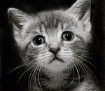 Осужден астраханец, убивший котенка на глазах у детей