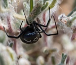 Что делать астраханцам при укусах смертельно опасных змей и пауков