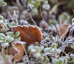 На следующей неделе в Астрахань придут заморозки