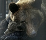 Огуль и не только... 