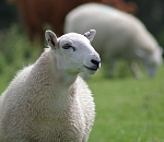 Астраханская область поставила овец в Иорданию