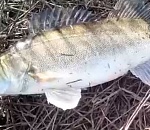 Ну нормально возьми: в Астраханской области поймали огромного судака