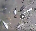 Специалисты продолжают выяснять причину гибели рыбы в АЦКК