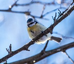 Записки астраханского натуралиста. Птицы на кормушках
