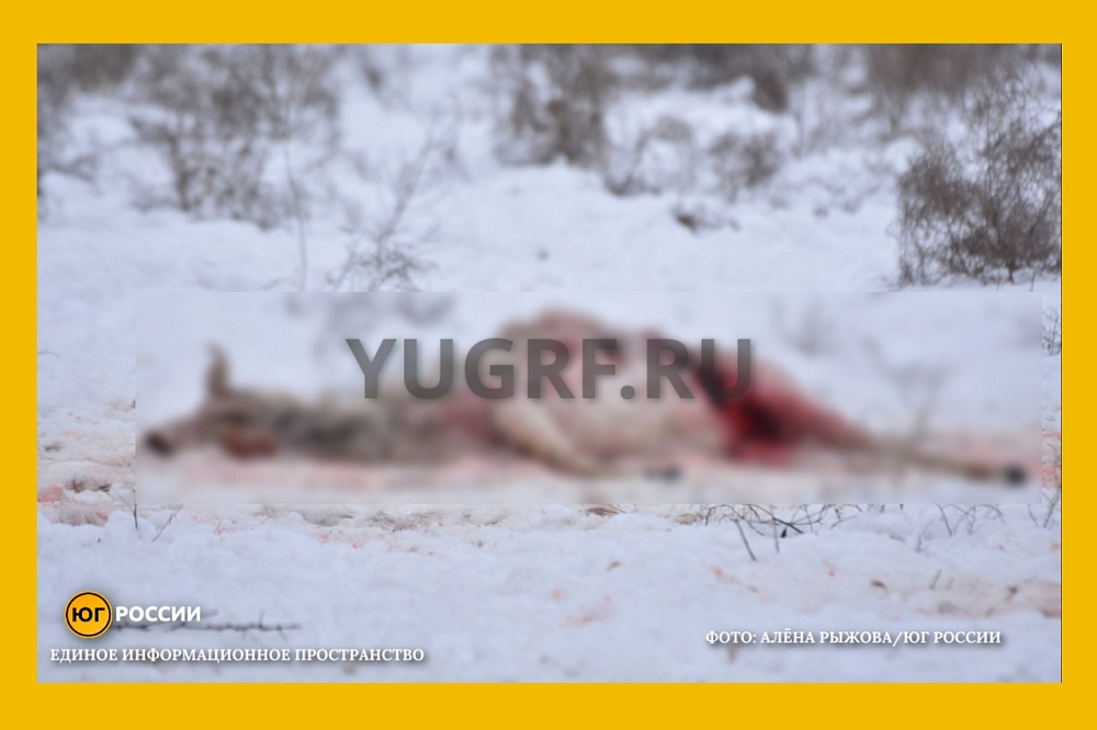 Краснокнижных сайгаков под Астраханью убивают ради рогов