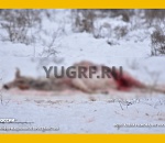 Краснокнижных сайгаков под Астраханью убивают ради рогов