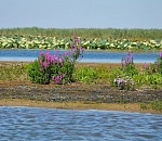 В Астраханском биосферном заповеднике задержаны браконьеры