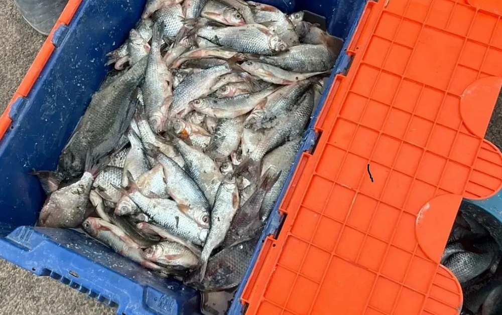 Первый «улов»: за выходные астраханская полиция изъяла больше 700 кг браконьерской рыбы