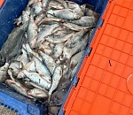 Первый «улов»: за выходные астраханская полиция изъяла больше 700 кг браконьерской рыбы