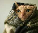 В Астрахань вернутся 20-градусные морозы