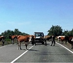 В Астраханской области главам четырех районов поручили оборудовать места для гуляющего по дорогам скота