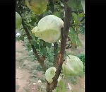 Под Астраханью на дереве выросла капуста