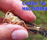 Астраханскую область опять включили в зону максимального риска нашествия саранчи