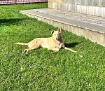 Сколько астраханцев было покусано собаками за год?