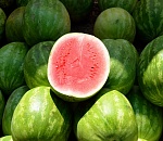 Урожай арбузов и дынь в Астраханской области вырастет