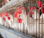 Внезапно: Арабские Эмираты не хотят покупать астраханских кур