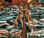 Работники астраханских предприятий крадут сотни килограммов рыбы 