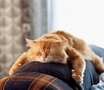 Сколько дней отдохнут астраханцы в честь Дня народного единства?