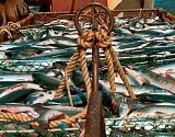 Работники астраханских предприятий крадут сотни килограммов рыбы 