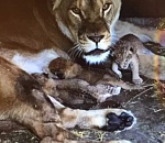 В Астрахани продают львицу за 200 тысяч