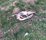 Астраханская полиция выясняет, откуда в регионе взялись крокодилы