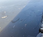 В Астрахани на Кривой Болде обнаружено масляное пятно
