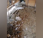 В поселке Володарский монстры продолжают уничтожать домашнюю живность астраханцев: видео