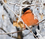 Астраханская погода в феврале
