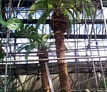 Как себя чувствуют пальмы в кинотеатре "Октябрь" после пожара?