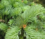 В Астрахани начали продавать новогодние сосны