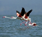 Астраханский заповедник направит 2 млн рублей на очистку сточных вод