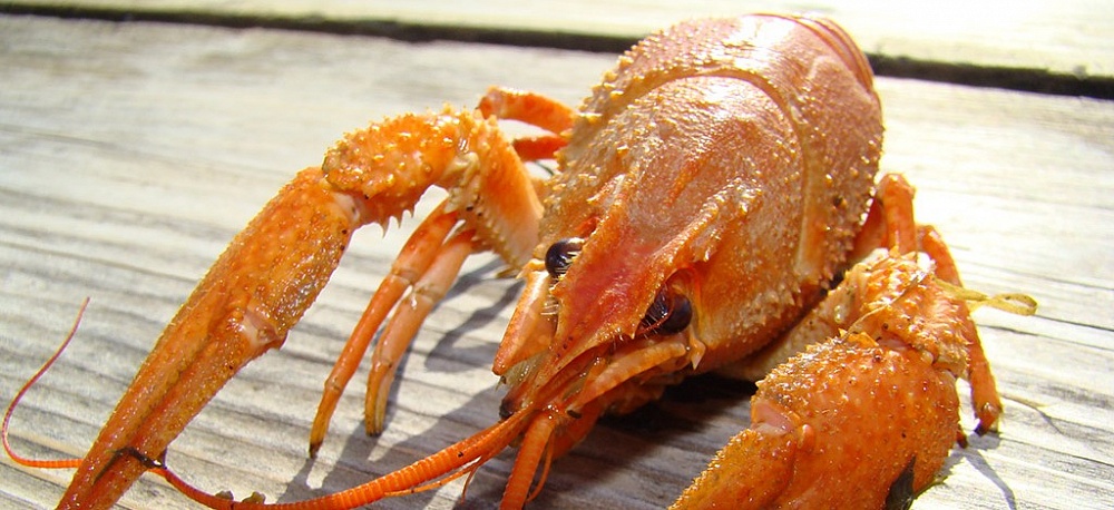 Четверг стал неудачным днем для астраханца, поймавшего почти 500 раков