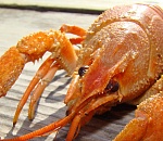 Четверг стал неудачным днем для астраханца, поймавшего почти 500 раков