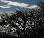 В Астрахани шквалистый ветер валит деревья